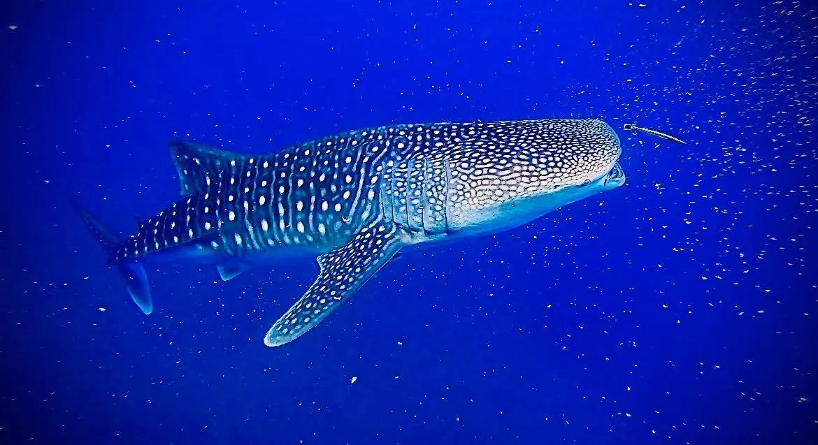 Whale shark swimming through clear blue water