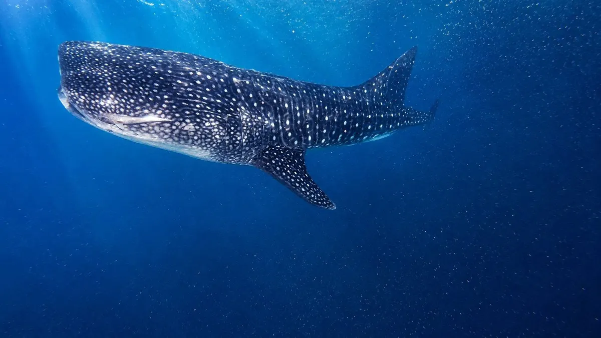 Whale shark gliding underwater with sunlit bubbles