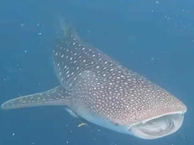 Whale shark approaching through blue water