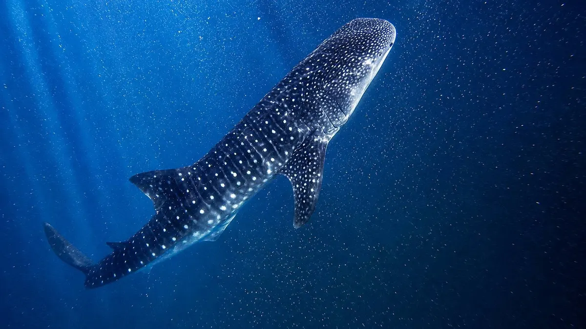 Whale shark viewed from below in deep blue water