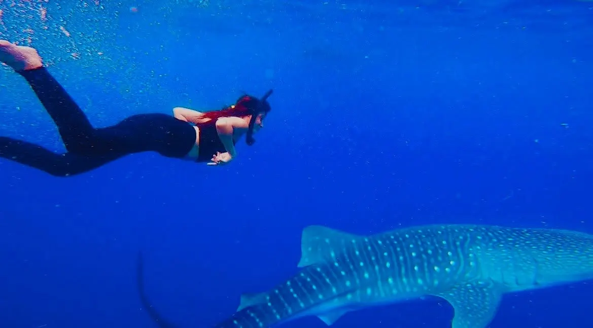 Snorkeler swimming near a whale shark underwater
